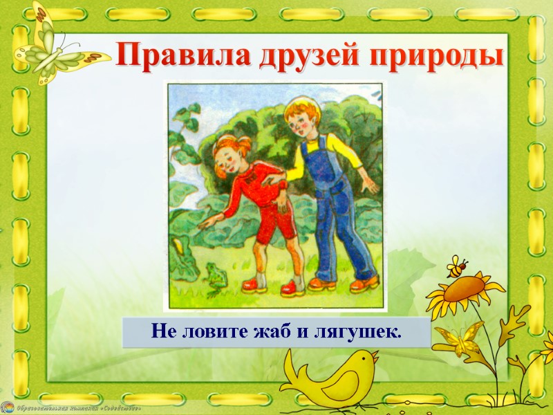 Не ловите жаб и лягушек. Правила друзей природы